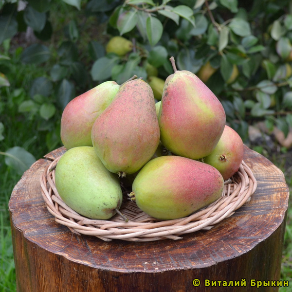 Груша Маршал Жуков - описание сорта и фото груш